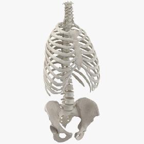 3D Real Human Rib Cage Spine and Female Pelvis Bones Anatomy White 01